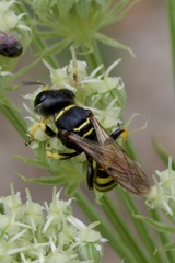 Ectemnius
