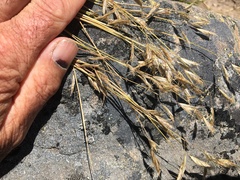 Rytidosperma setifolium