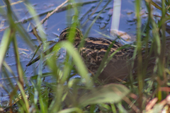 Gallinago hardwickii