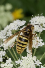 Dolichovespula saxonica