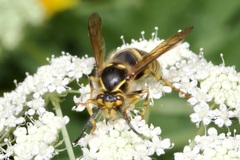 Dolichovespula saxonica