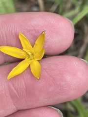 Hypoxis hygrometrica