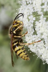 Dolichovespula saxonica