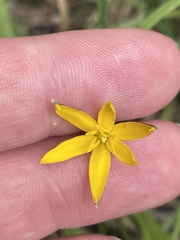 Hypoxis hygrometrica