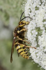 Dolichovespula saxonica