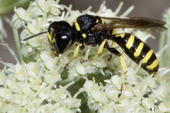 Ectemnius