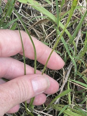 Hypoxis hygrometrica
