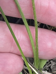 Hypoxis hygrometrica
