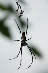 Trichonephila antipodiana