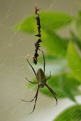 Trichonephila antipodiana