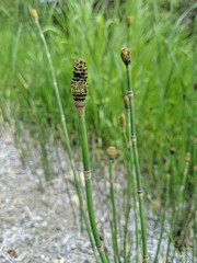 Equisetum laevigatum