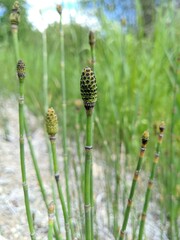 Equisetum laevigatum