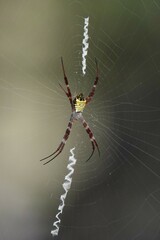 Argiope mangal
