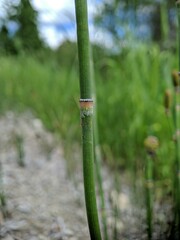 Equisetum laevigatum