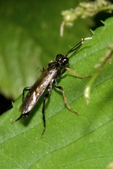 Tenthredo bipunctula