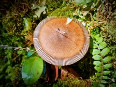 Amanita pekeoides