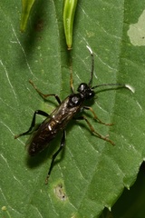 Tenthredo bipunctula