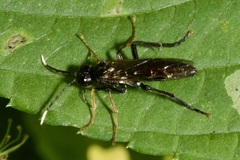 Tenthredo bipunctula
