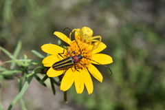 Aldama linearis