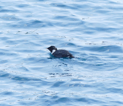 Synthliboramphus antiquus