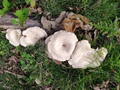 Lentinus squarrosulus