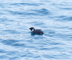 Synthliboramphus antiquus