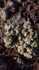 Acarospora placodiiformis