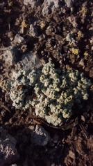 Acarospora placodiiformis