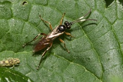 Homotherus locutor