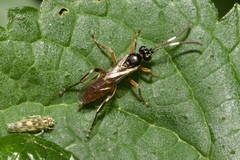 Homotherus locutor