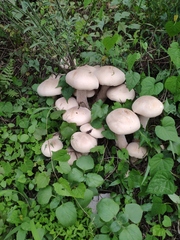 Macrocybe gigantea