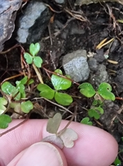 Oxalis magellanica