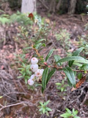 Gaultheria hispida