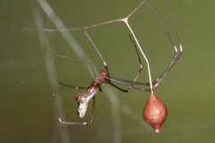 Argyrodes fissifrons