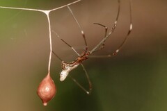 Argyrodes fissifrons