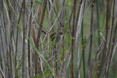 Prinia gracilis