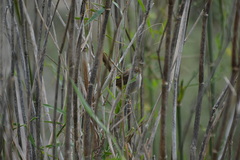 Prinia gracilis