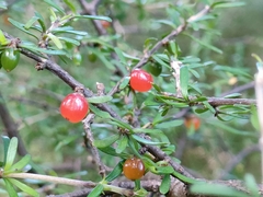 Coprosma cuneata