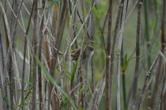 Prinia gracilis