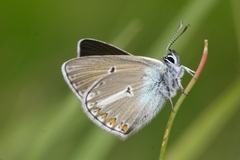 Eumedonia eumedon
