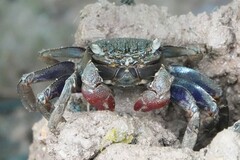 Episesarma chentongense