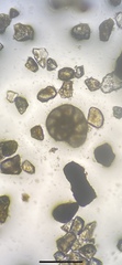 Foraminifera