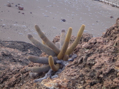 Brachycereus nesioticus