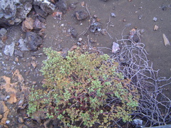 Trianthema portulacastrum