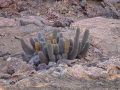 Brachycereus nesioticus