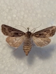 Agrotis vestigialis