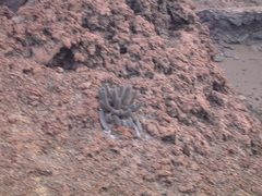 Brachycereus nesioticus