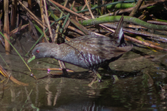 Porzana fluminea