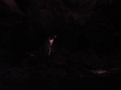 Spheniscus mendiculus