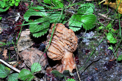 Morchella rufobrunnea